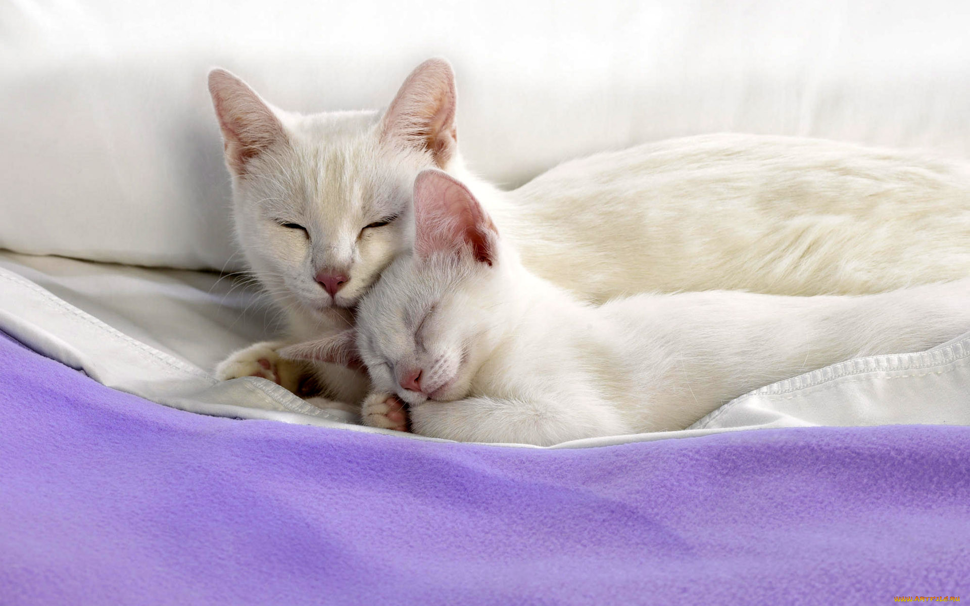 Красивый котенок во сне. Нежная кошка. Нежные котята. Спящие котята. Кошка белая.